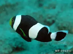 利拉德大比分领先结果意外的简单介绍